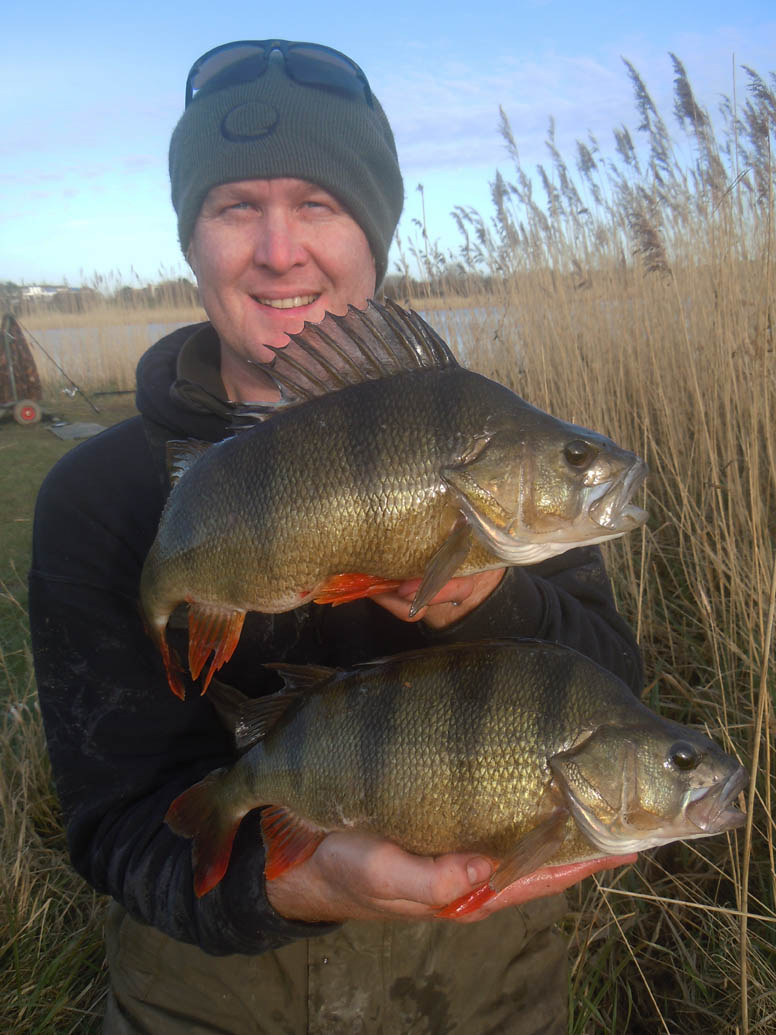 Lee with a cracking brace of big perch.