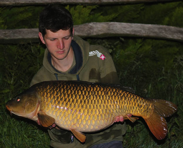 This stunning mid twenty common was immaculate and fought like a demon.