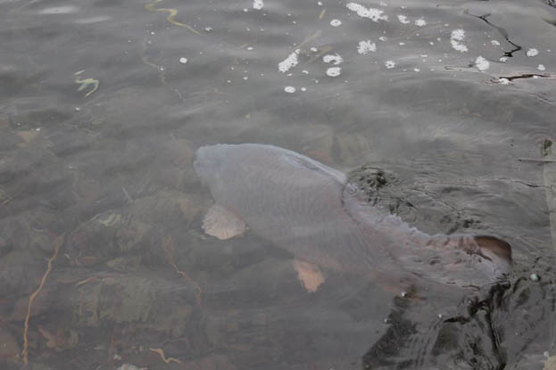 A morning wake-up call came in the shape of a 21lb common...