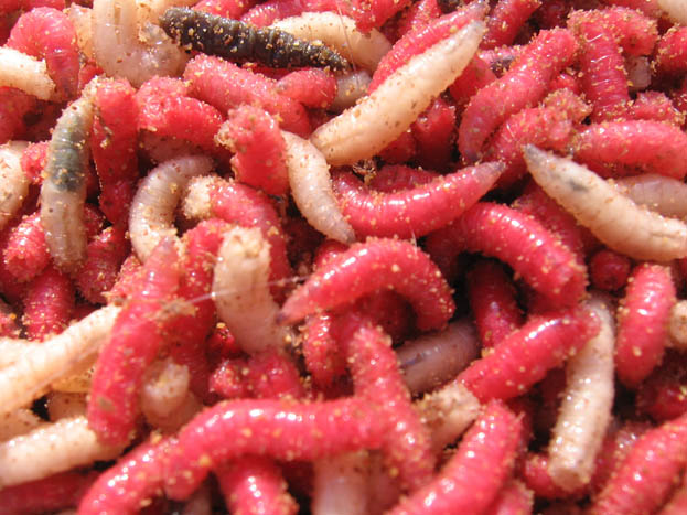 Carp adore maggots, which must come down to the movement of them, the taste, the ease of digestibility, the goodness and the safety of being natural.