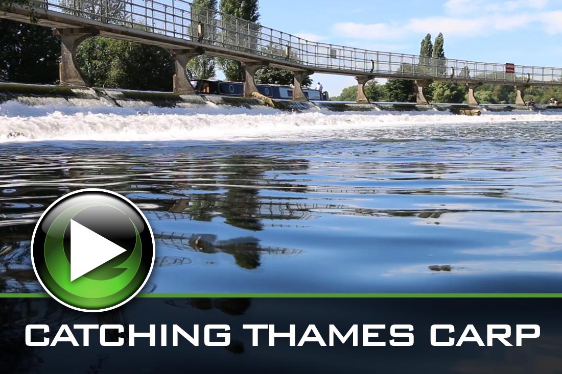 Carp Fishing Catching Thames Carp The Specialized Approach