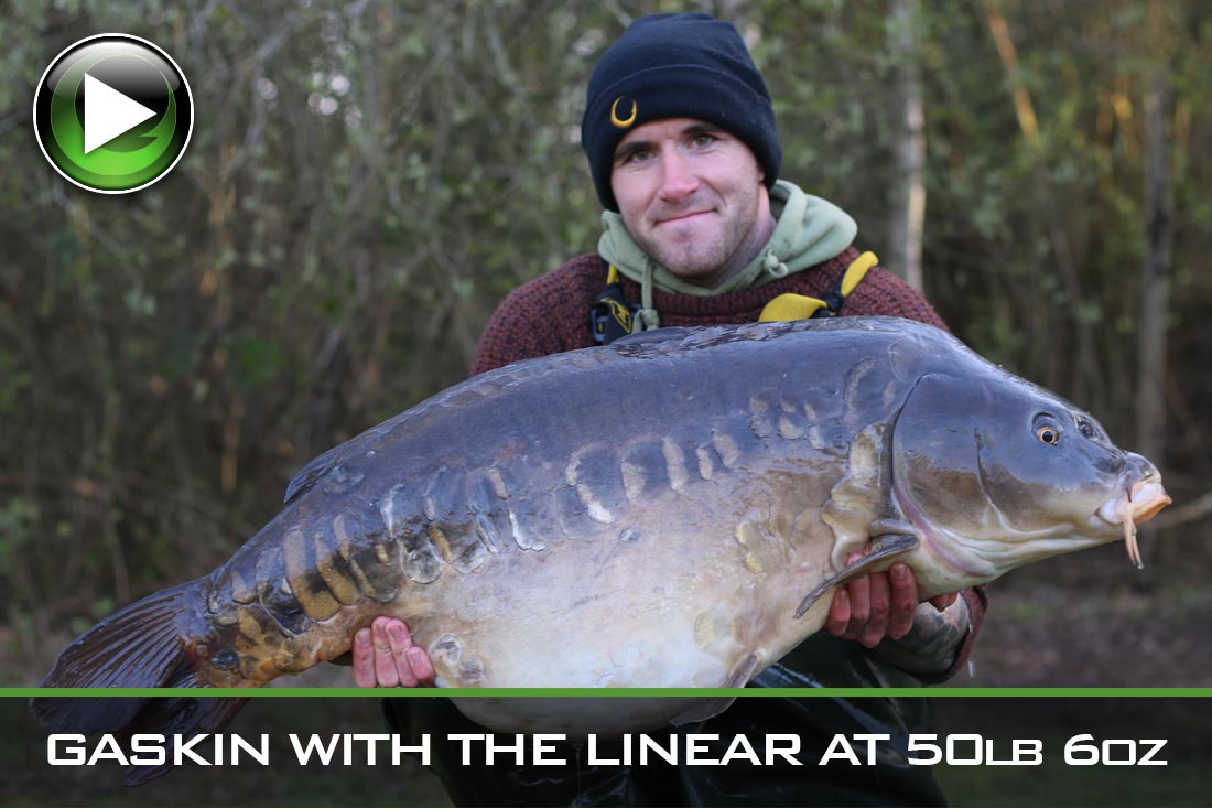 Carp Fishing ~ David Gaskin with The Linear at 50lb 6oz ~ Video