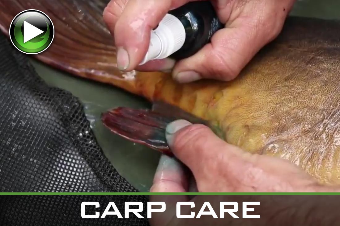 carp fishing carp care Video