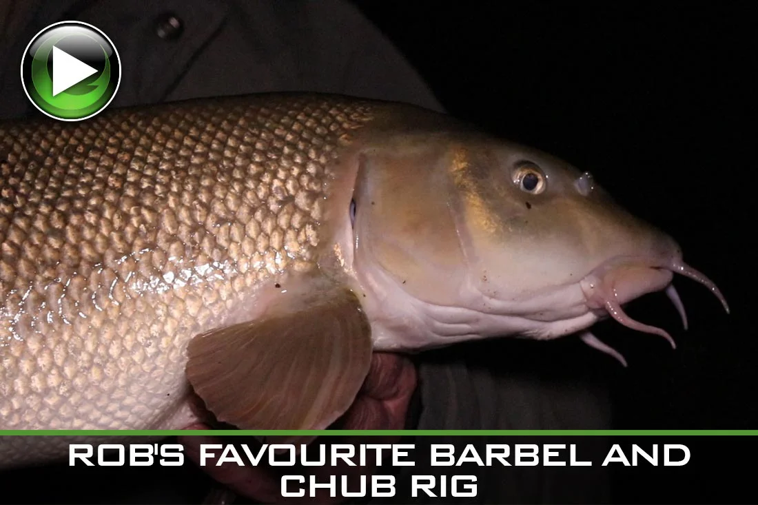 Coarse Fishing – Rob Young’s Favourite Barbel and Chub Rig – Video