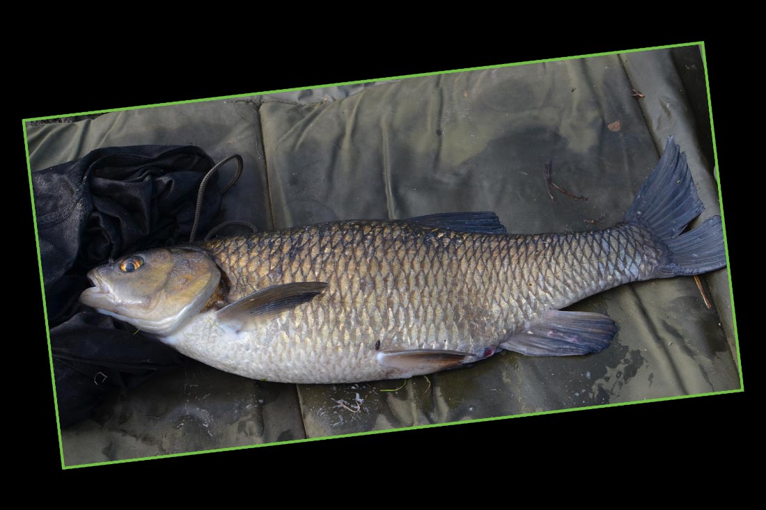 coarse-fishing-autumn-and-winter-chub-fishing-2