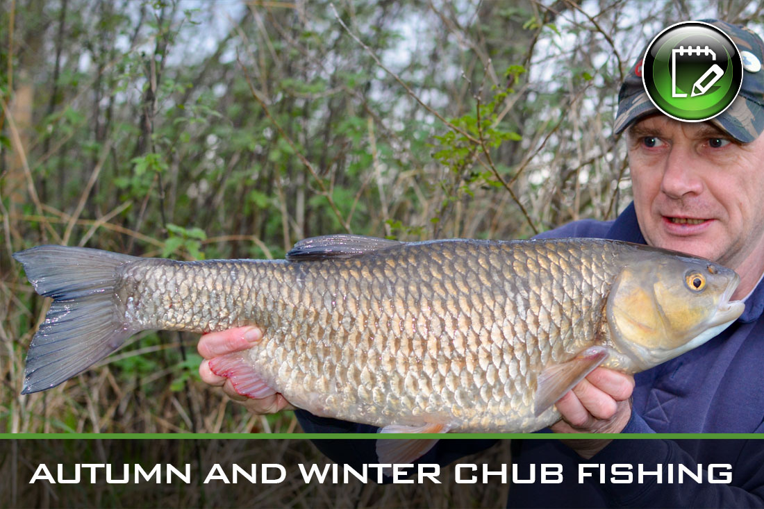 coarse fishing autumn and winter chub fishing featured