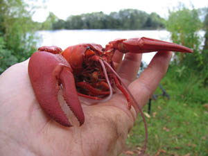 Back in the zone by Mike Willmott