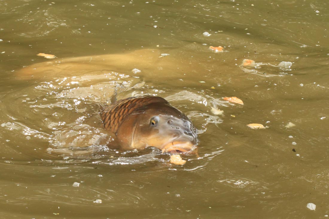Carp Fishing – Surface Fun – By Lewis Baldwin