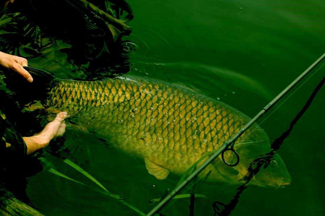 Carp Fishing – My First Year on Kingsmead 1 – Jack Cox