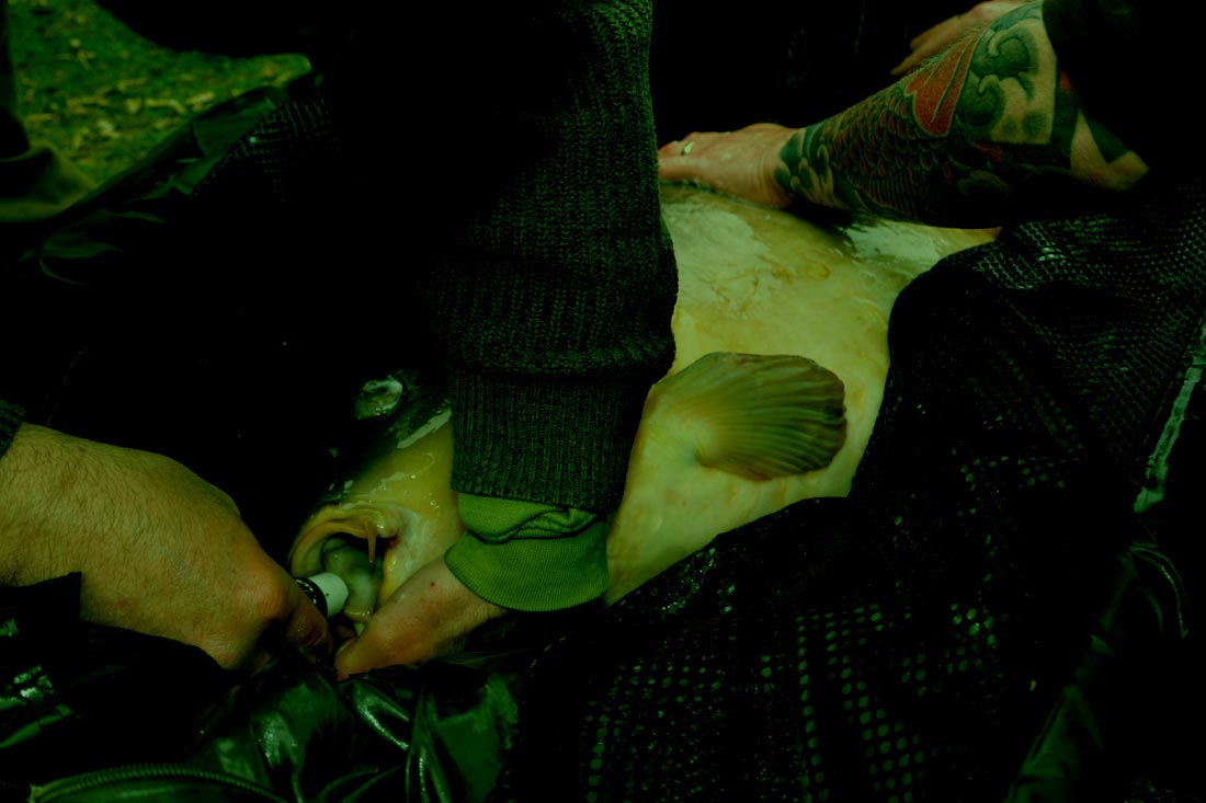 Carp Fishing – A Brace To Remember – Darren Belton