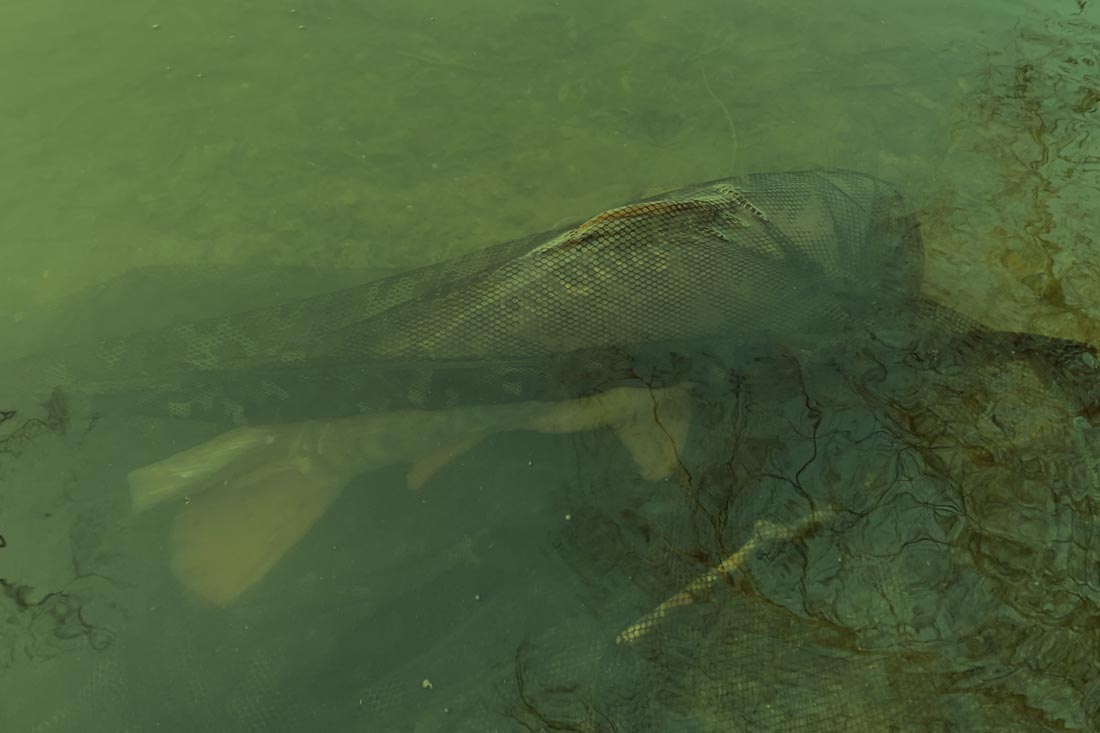 Carp Fishing – Spring Gold Tactics – Rick Golder