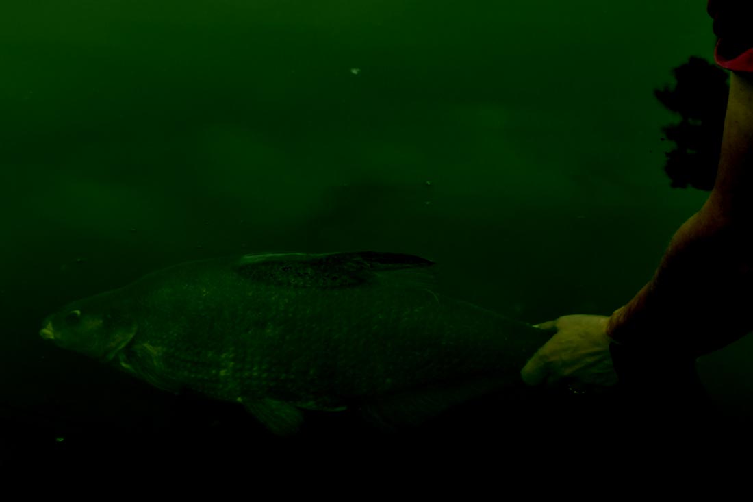 Coarse Fishing – I Have A Bream! – Dai Gribble