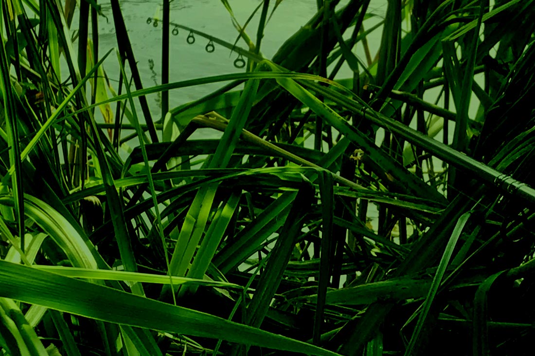 Coarse Fishing – My Barbel Edges – Rob Young