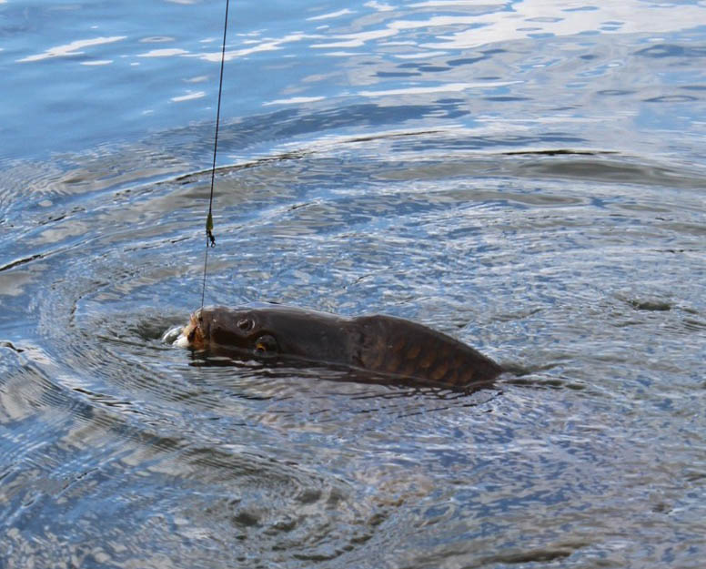 Drop The Bomb By Tim Childs