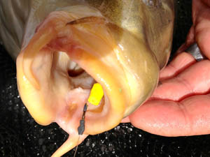 Carp Column by Tony Welch – Pt2