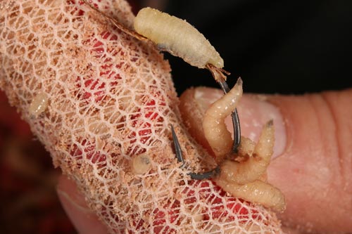 The CVR Mag Aligner Rig