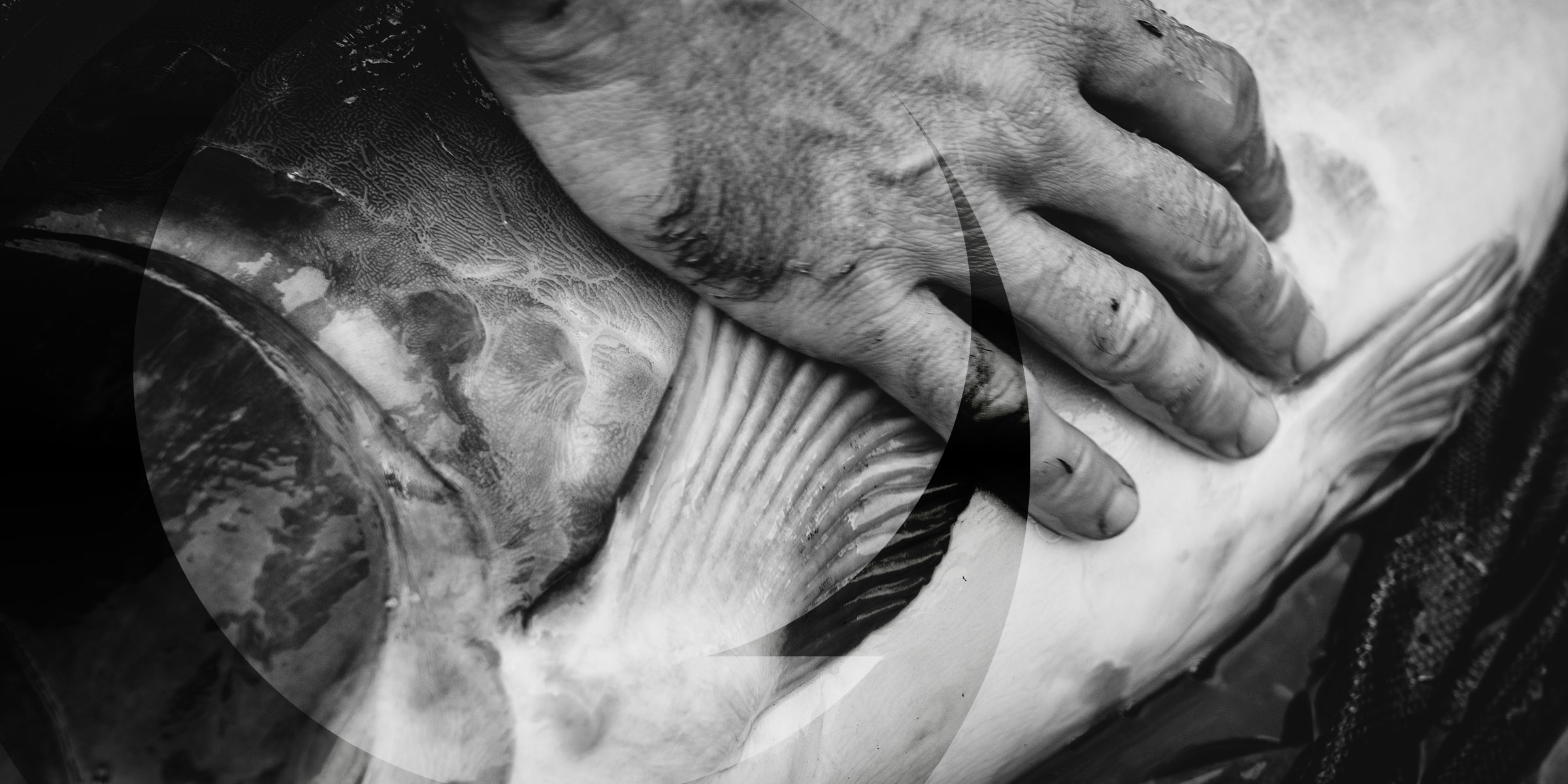 Carp Fishing – A True Passion II by Rick Kloekke